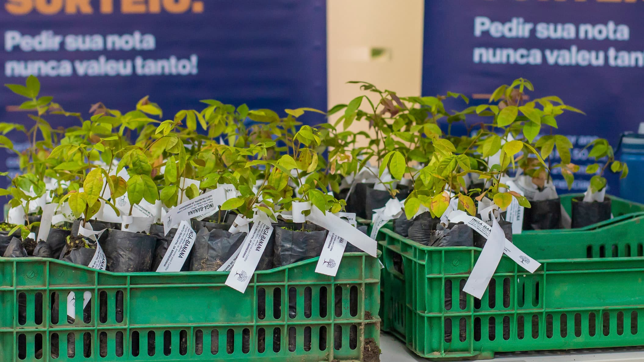 Curitiba vai distribuir 10 mil mudas de árvores; veja onde retirar