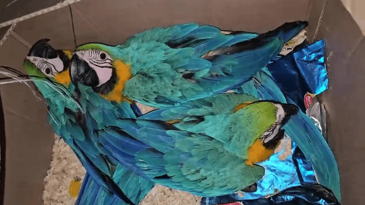 Tráfico de animais: três araras-canindé são apreendidas em Ubatuba