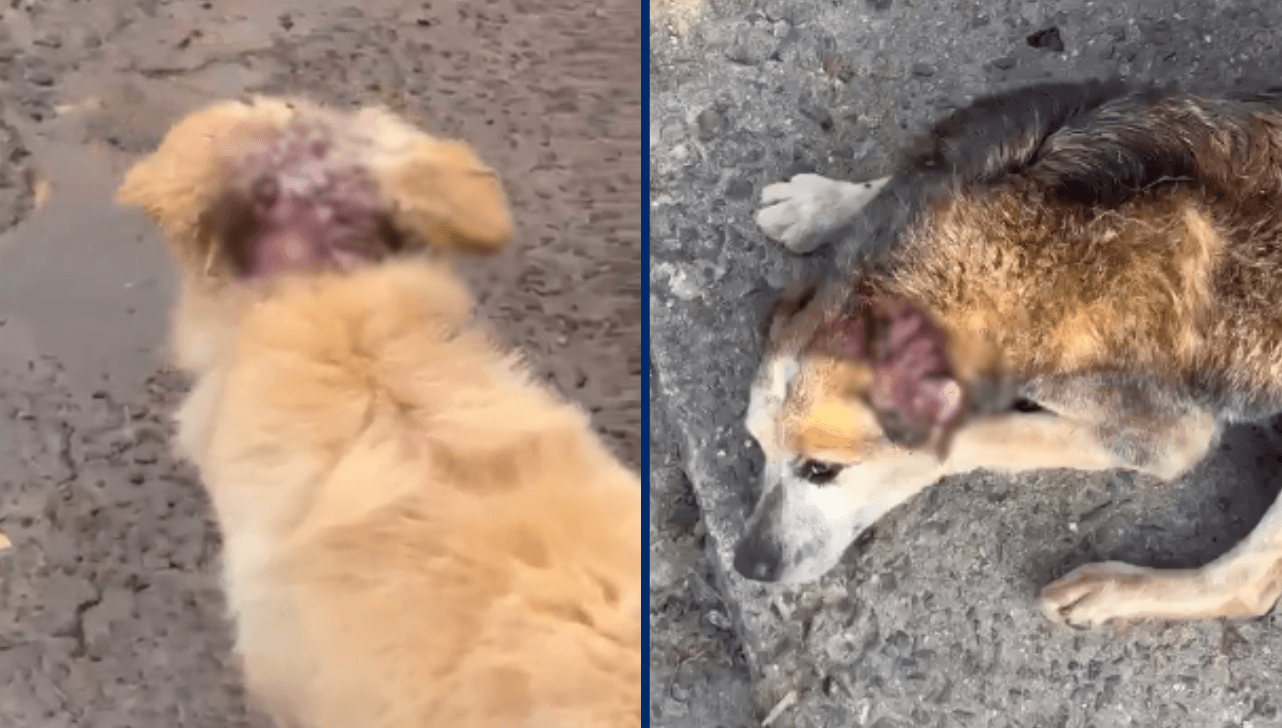 Polícia Civil prende mulher por maus-tratos a dois cães em Capivari