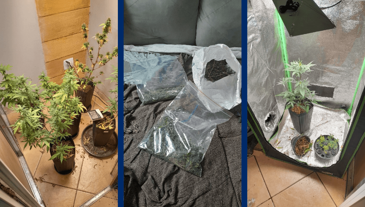 GCM descobre estufa de maconha durante perseguição em Rio Claro