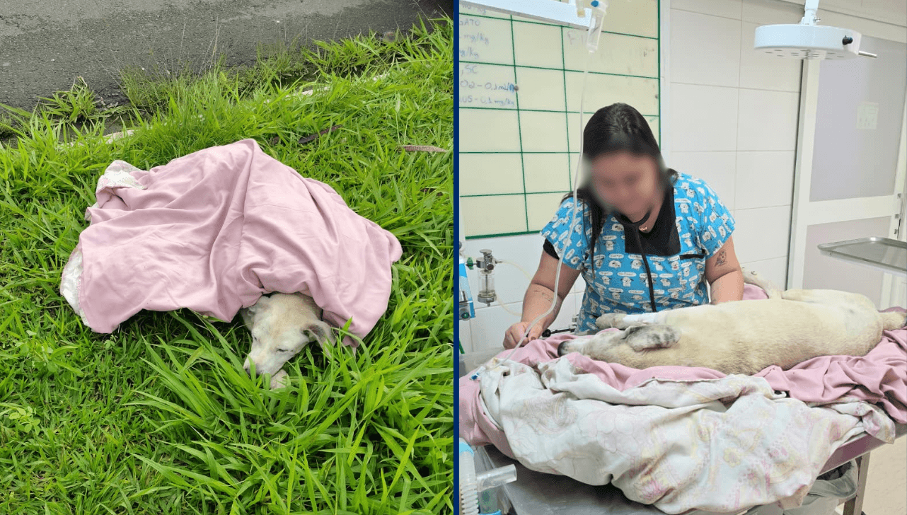 Cão idoso é atropelado e resgatado pela GCM em Limeira