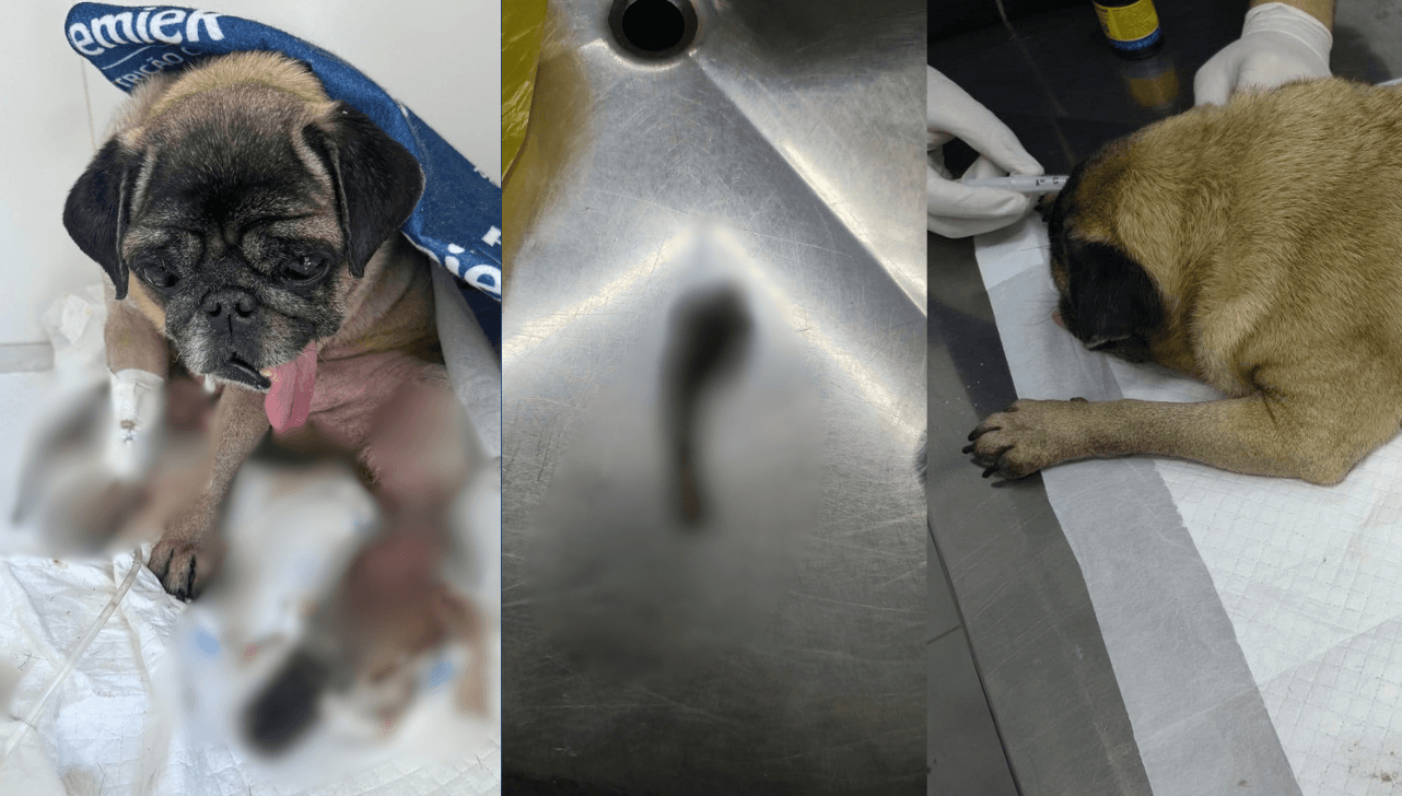 Cão perde pata por maus-tratos e responsável é presa em Americana