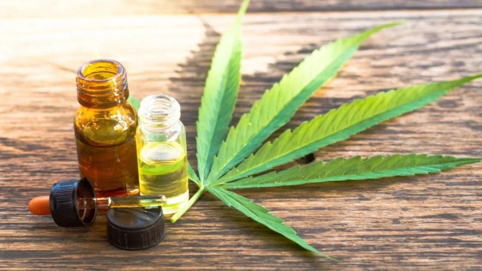 Uso industrial da cannabis pode revolucionar economia, diz especialista