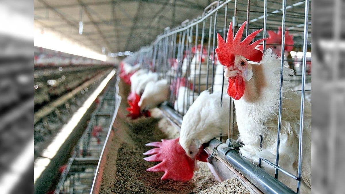 Exportação de carne de frango cresce 3,7% e bate recorde