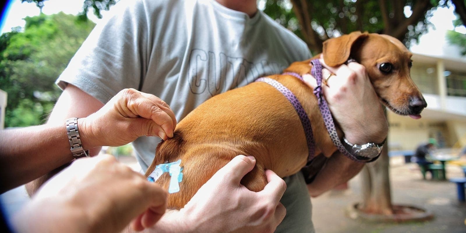 Caçapava realiza vacinação antirrábica gratuita para cães e gatos
