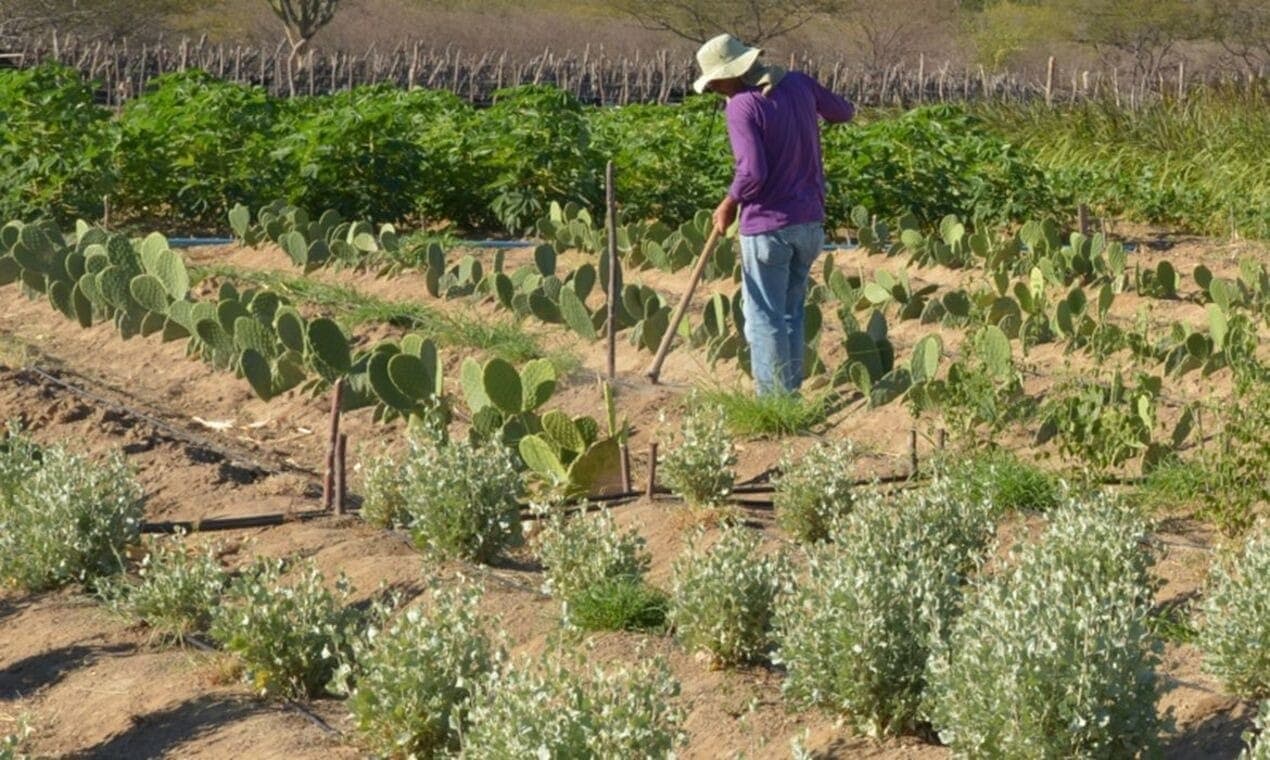 CNPJ passa a ser obrigatório para produtores rurais a partir de 2026