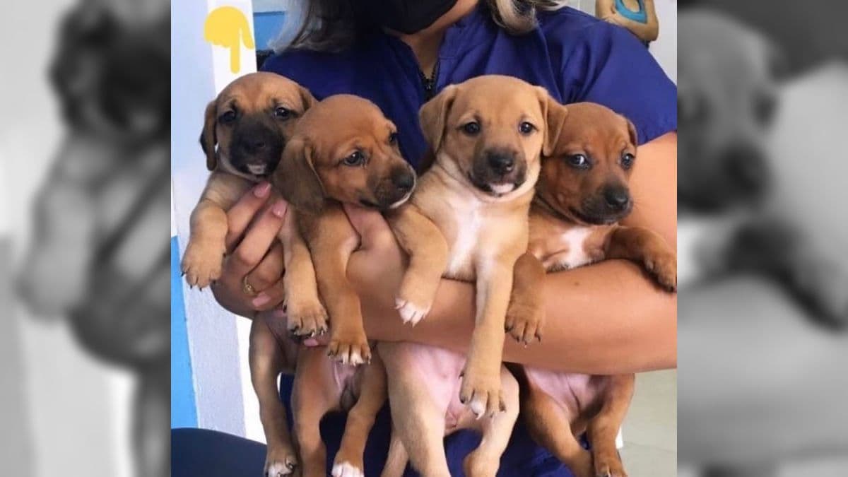 Denúncias de maus-tratos a animais em SP disparam em 2025