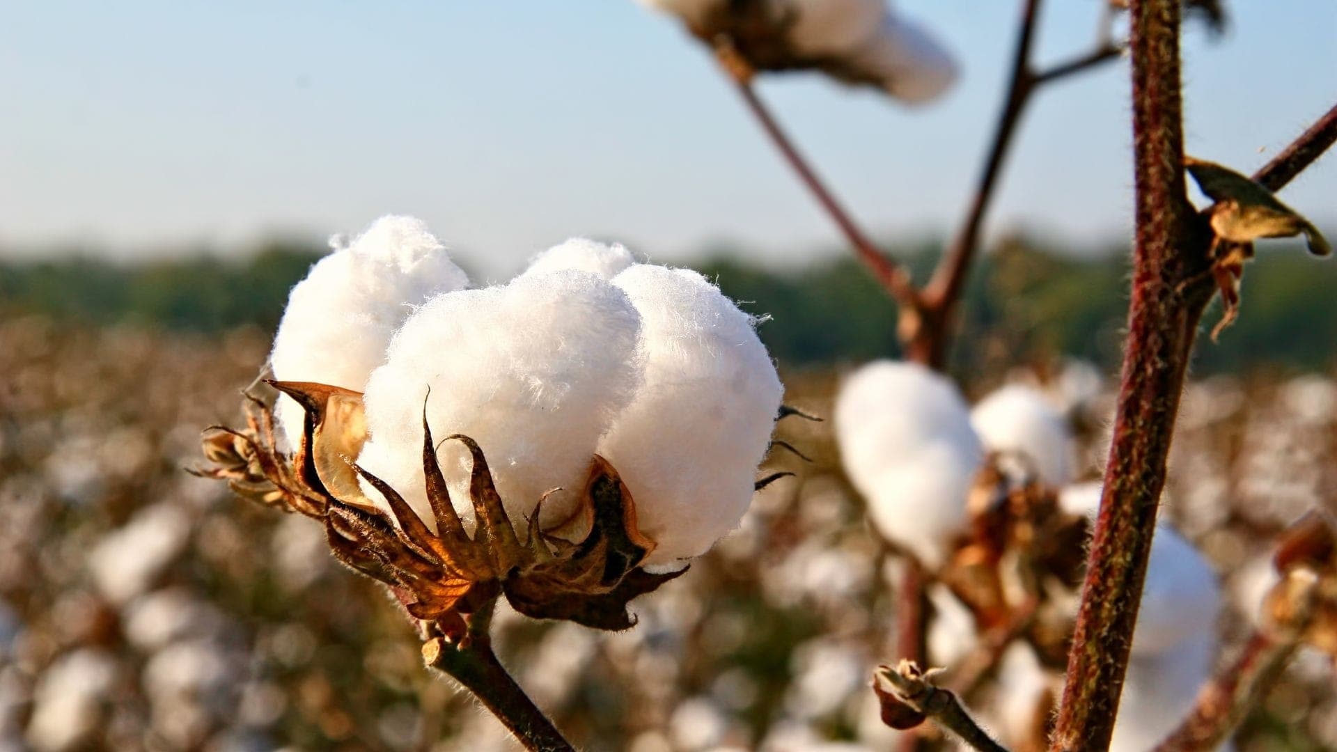 Algodão tenta renascer no Paraná após perder 99% da área plantada
