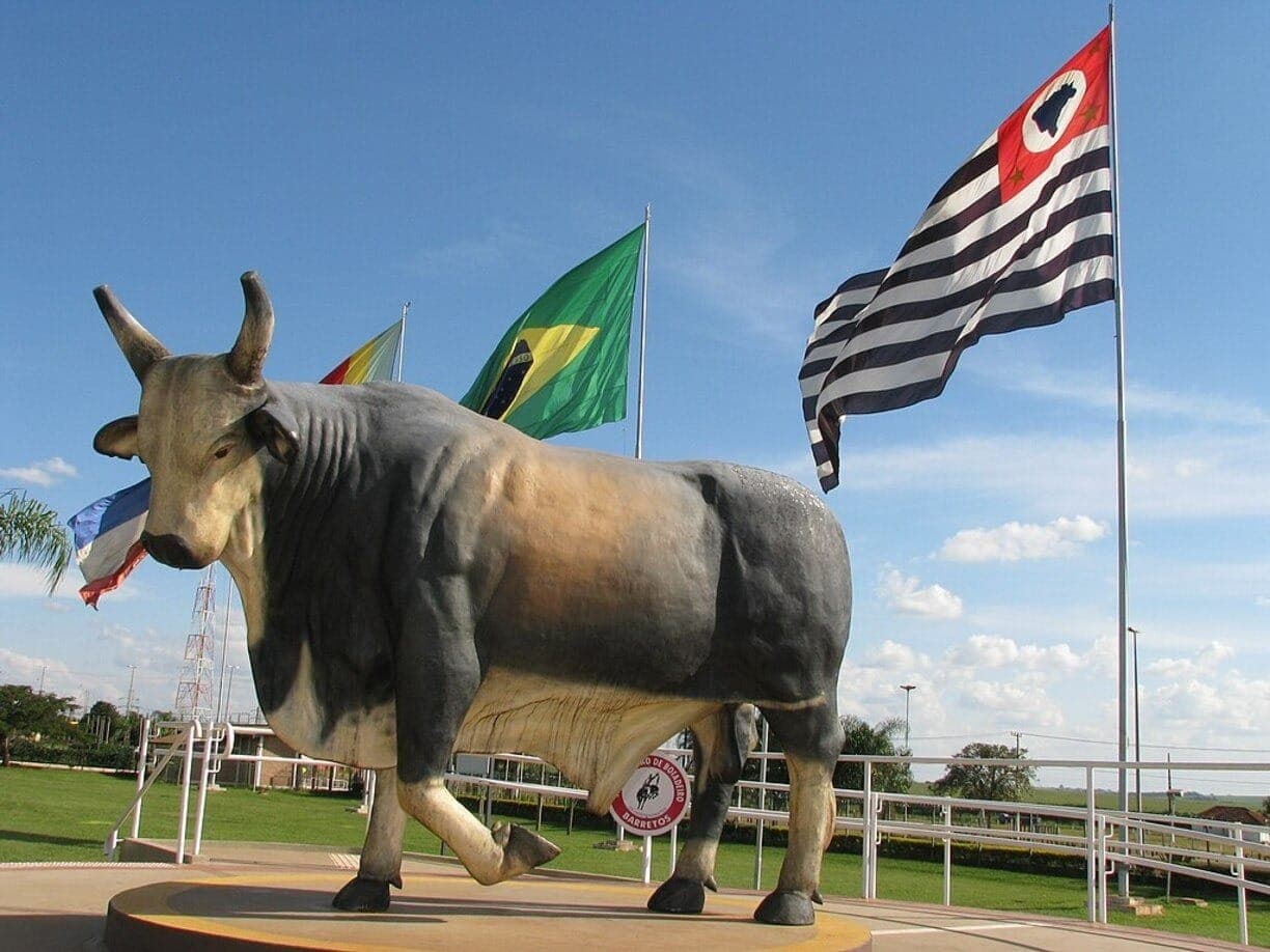 Touro Bandido: conheça a história do ícone das arenas de rodeio