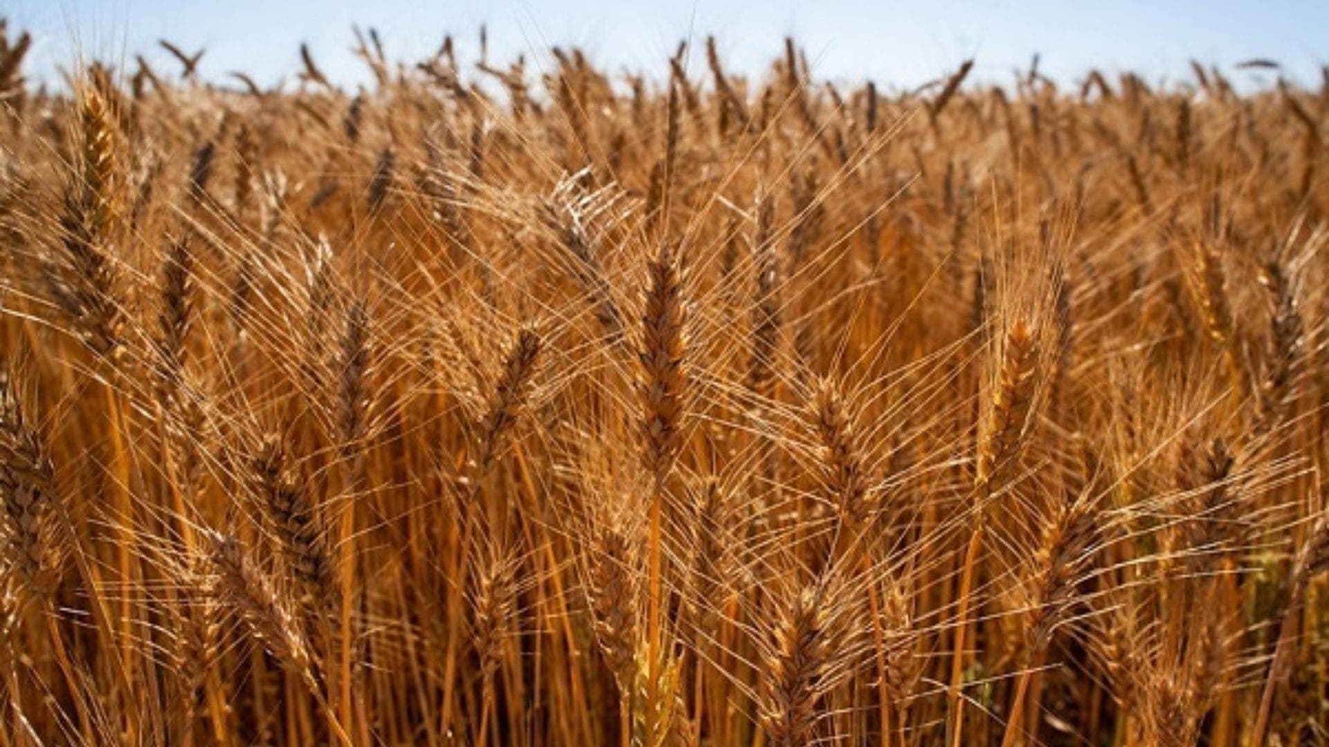 Trigo: área plantada no Brasil é a menor desde 2017, aponta Cepea