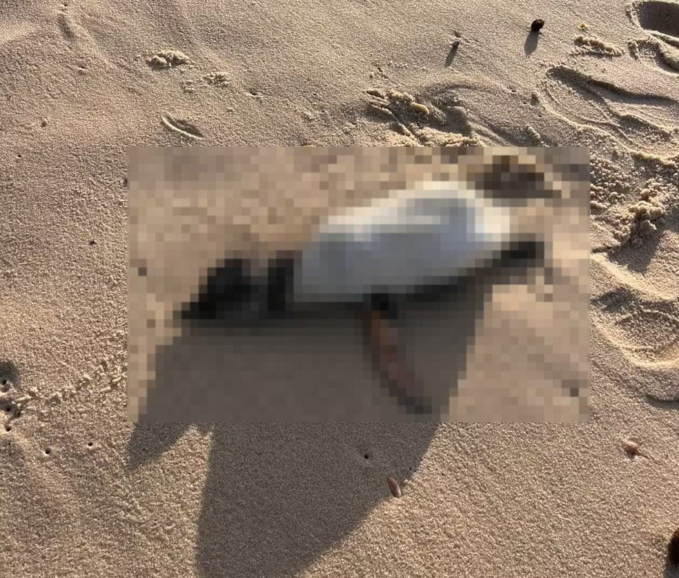 Quatro pinguins são encontrados mortos na Praia da Reserva