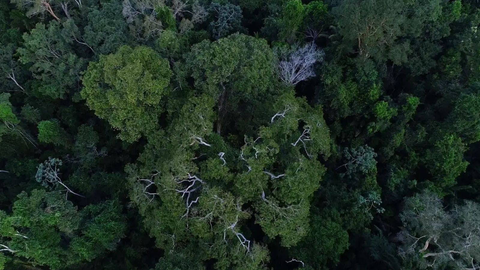 Queda do desmatamento na Amazônia e Cerrado ajuda o agro no exterior