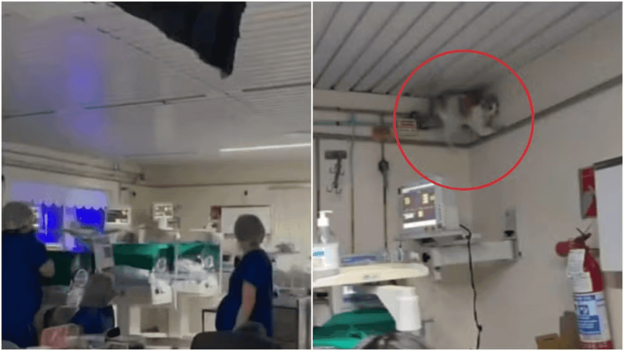Gato é suspeito de derrubar teto de hospital