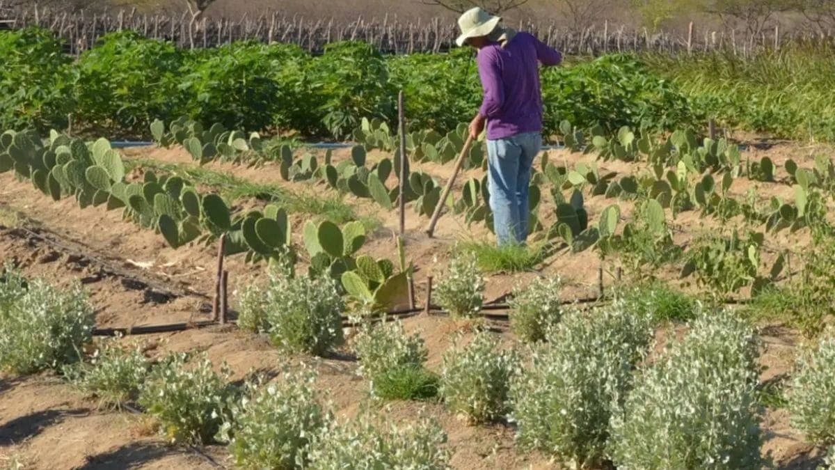Desenrola Rural amplia prazo de adesão para produtores até dezembro de 2026