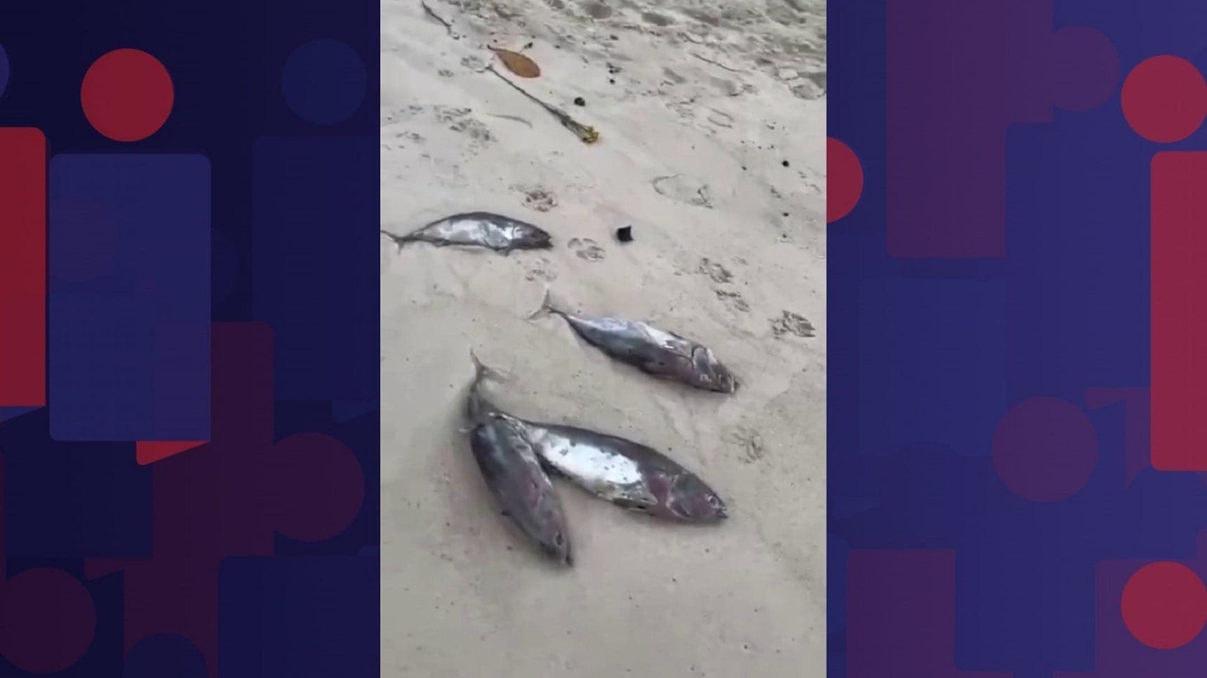 Inea investiga mortandade de peixes na Lagoa de Marapendi e Barra