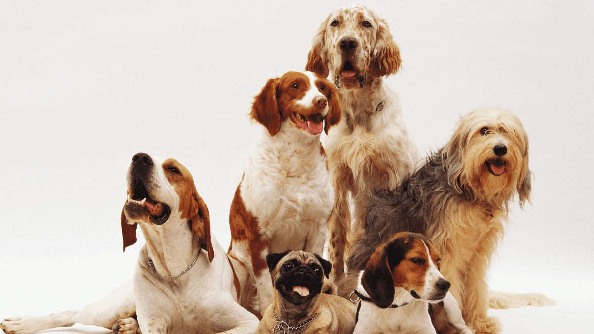 Saúde dos pets começa no intestino: entenda a importância da microbiota