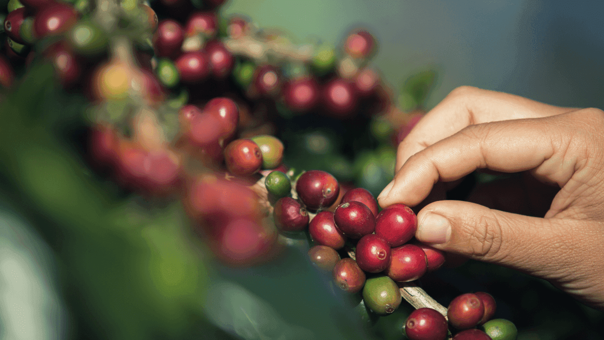 Colheita de café arábica chega à reta final com atraso e menor qualidade
