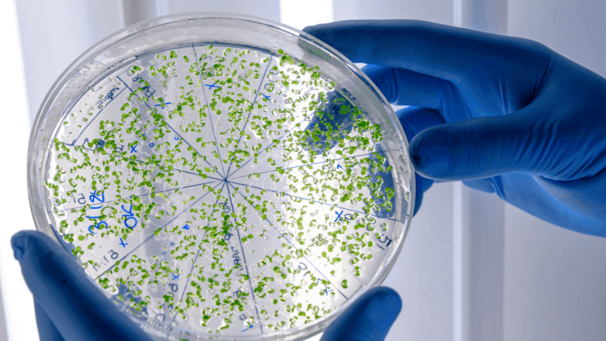 Surto de salmonela afeta 345 nos EUA após consumo de pimenta mexicana