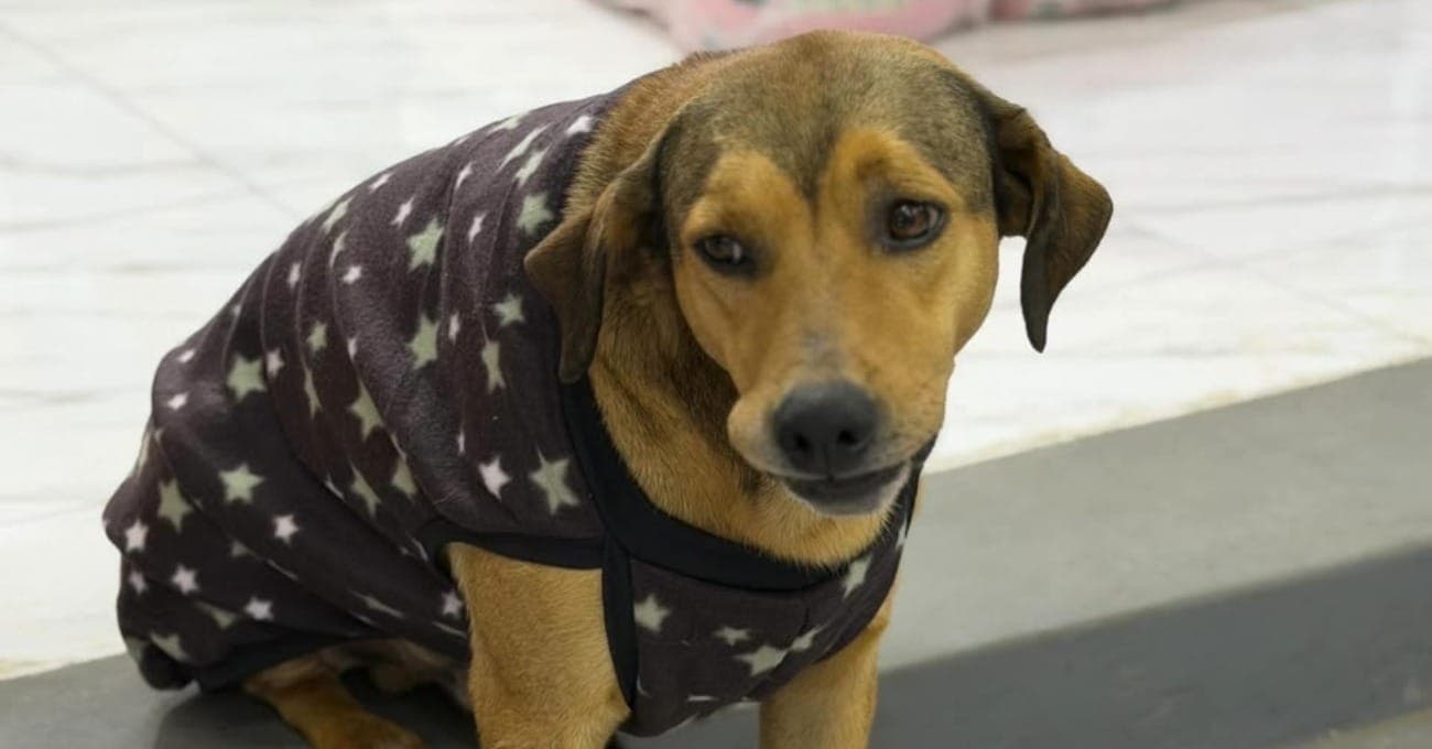Cão viraliza ao ser dorminhoco de manhã e 'guardião' de loja à noite