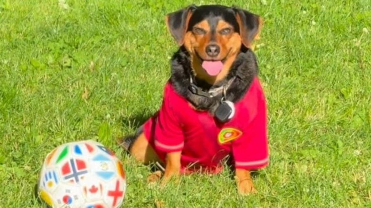 Cãozinho viraliza durante a Copa ao se mostrar craque como goleiro