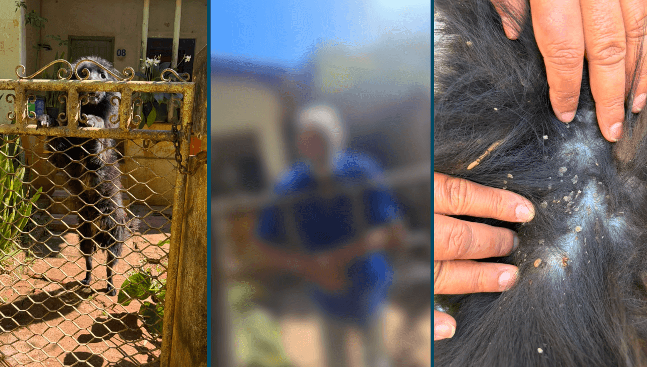 Idoso é preso por maus-tratos após deixar cão em situação de abandono
