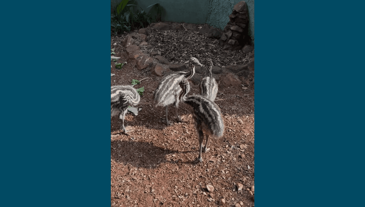 Filhotes de emus são apresentados ao público no Zoo Americana