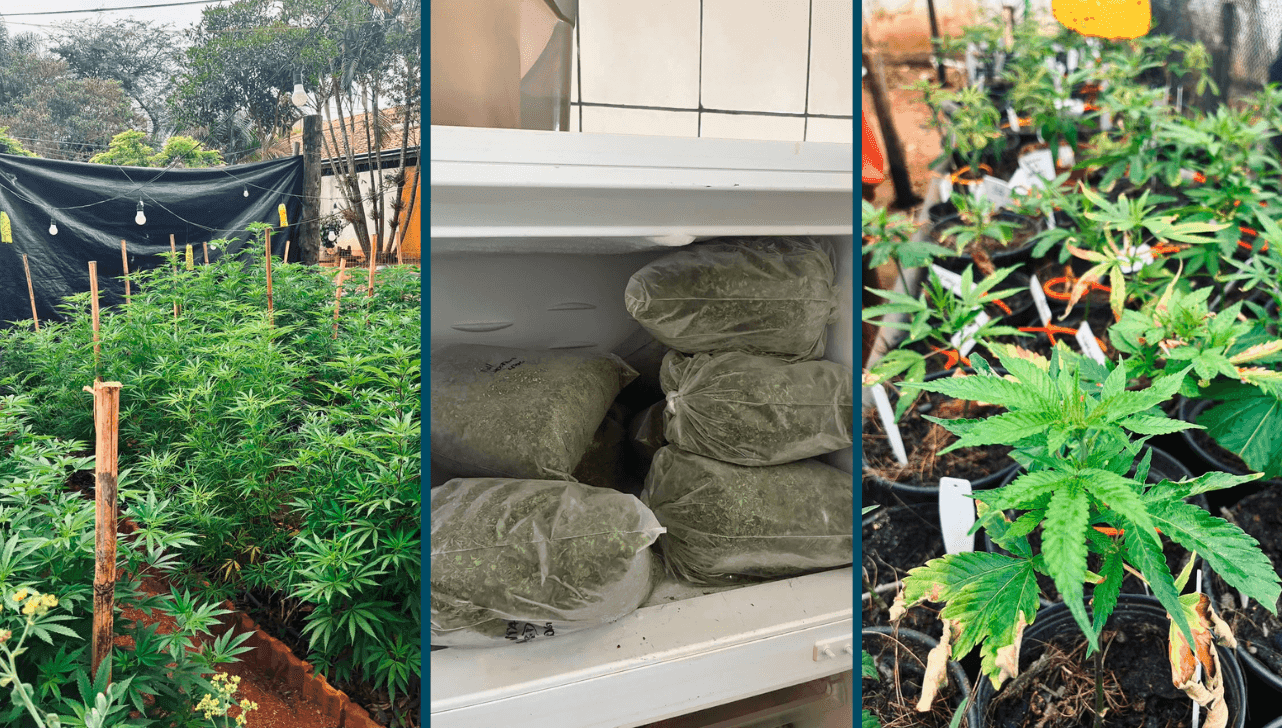 PM apreende 571 pés de maconha em laboratório clandestino em Itupeva