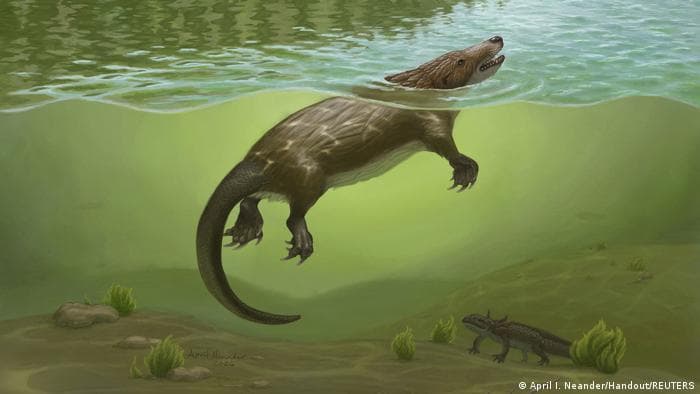 Fóssil revela mamífero jurássico que conviveu com dinossauros