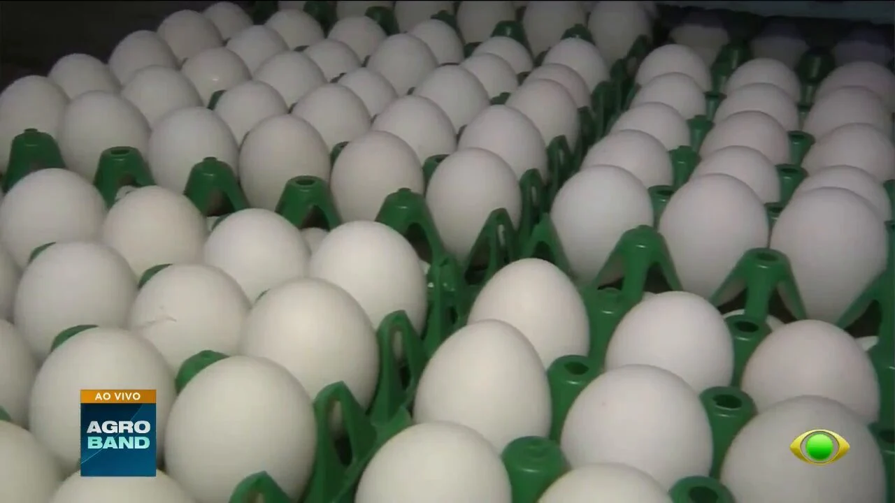 Consumo de ovos no Brasil deve bater recorde e atingir 301 por habitante