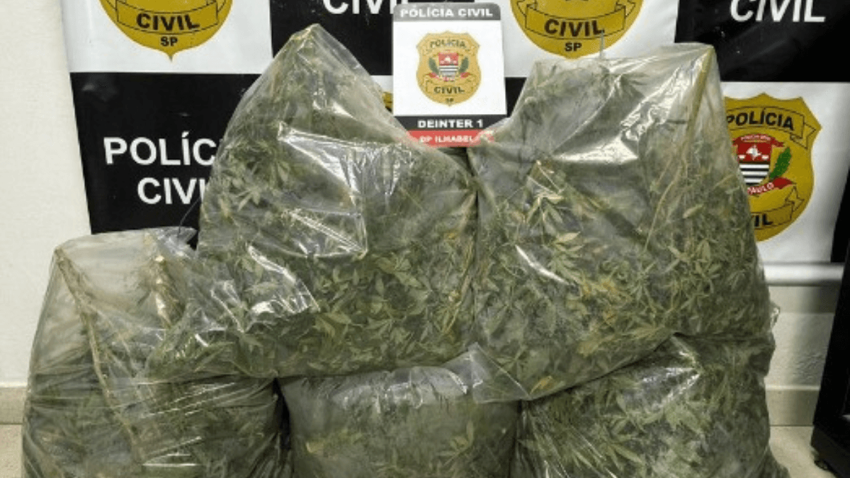 Operação apreende pés de maconha em imóvel de alto padrão em Ilhabela