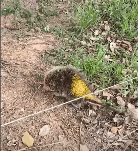 Bombeiros resgatam ouriço após ataque de cães no Centro-Oeste de Minas