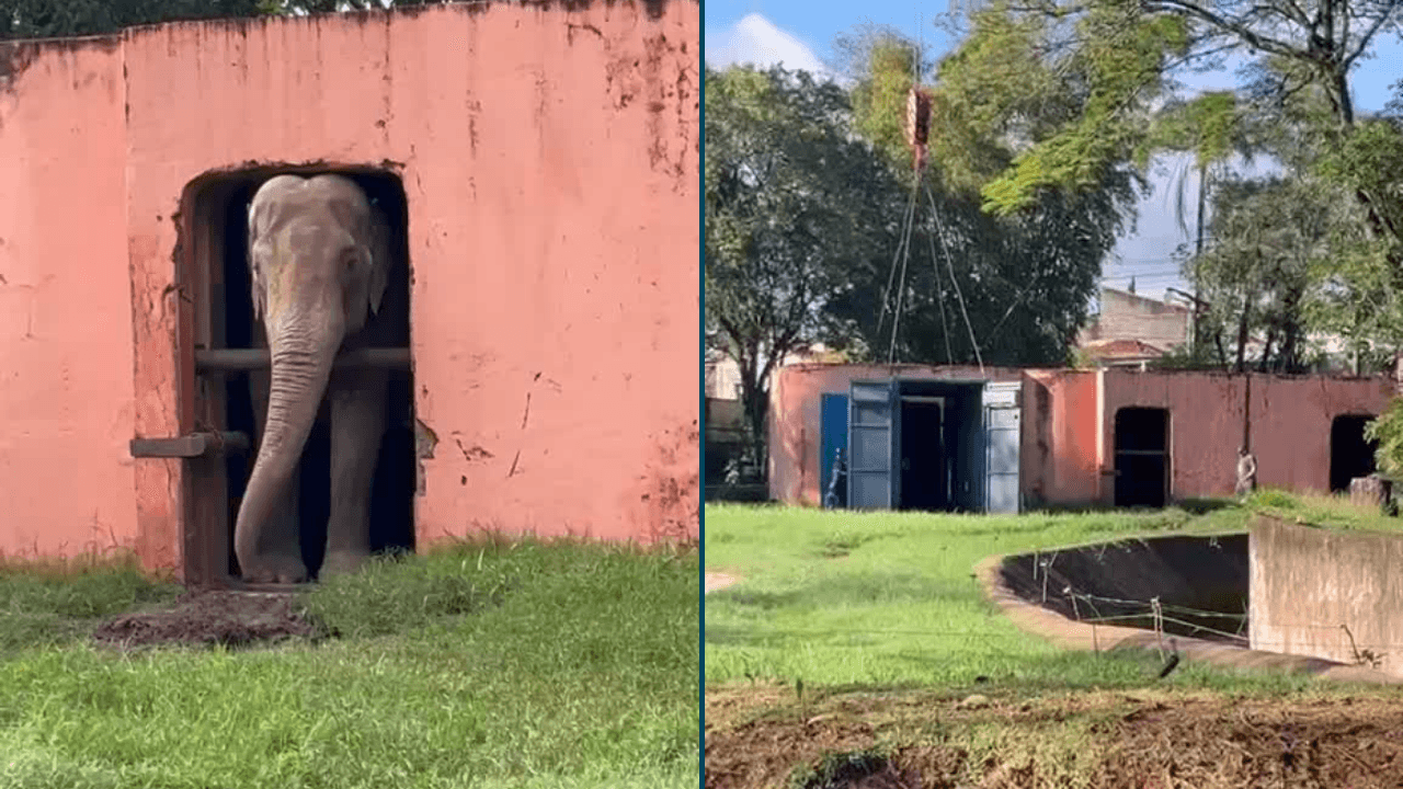 Elefante Sandro deixa Zoológico de Sorocaba rumo a santuário nesta quarta