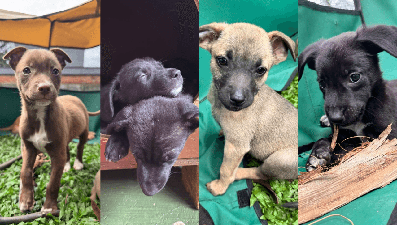 Valinhos promove adoção e inscrição de castração gratuita de animais