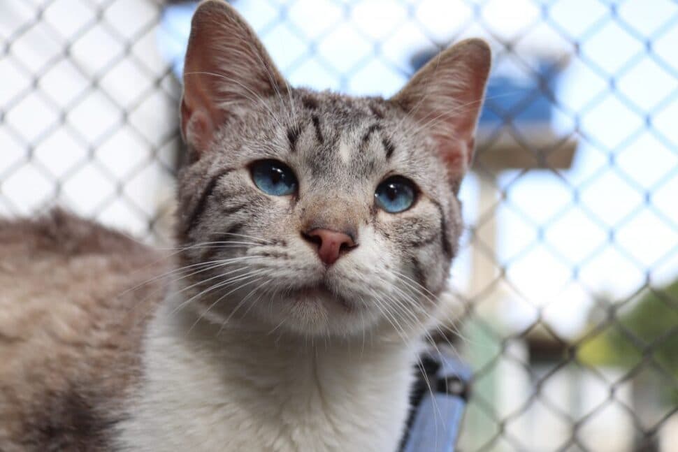 Gatinhos começam inverter lógica econômica do setor pet no Brasil