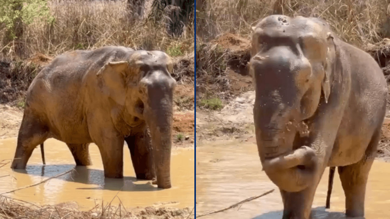 Após deixar Sorocaba, elefante Sandro explora lagoa em santuário