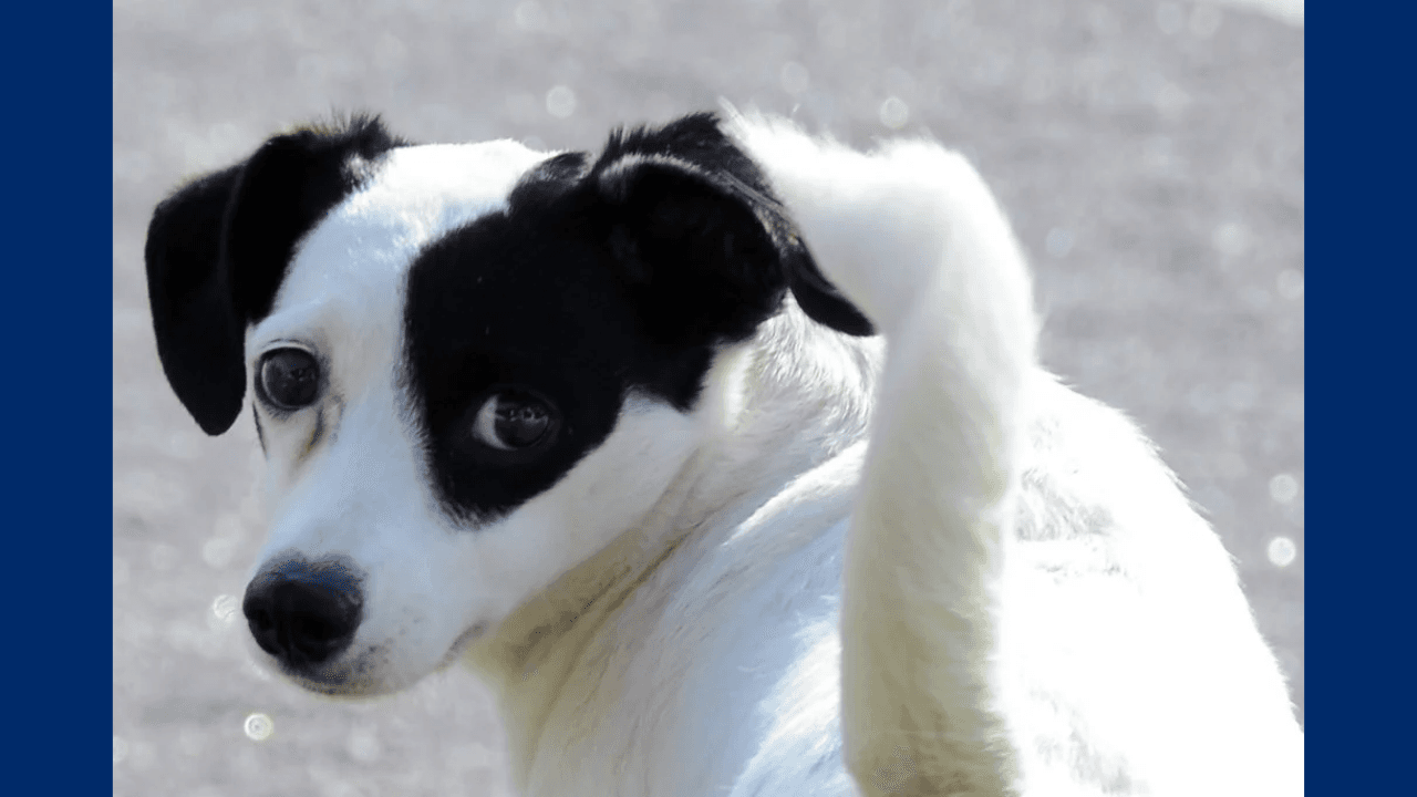 Sorocaba abre inscrições para castração gratuita de cães e gatos em novembro