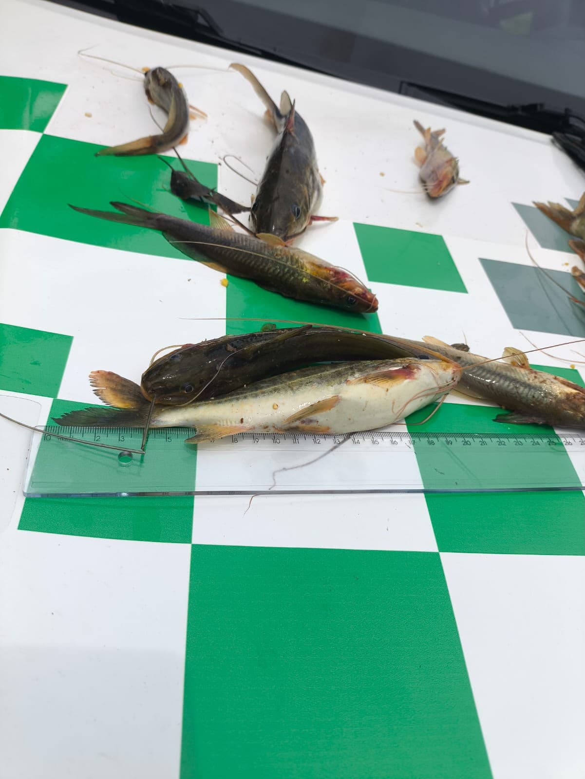 Dois pescadores são autuados por pesca em local proibido