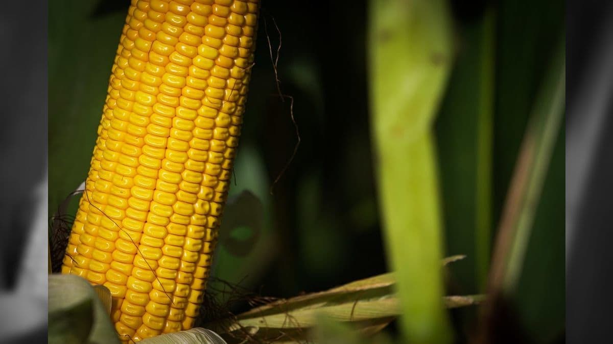 20 municípios produzem 21% de todo o milho do Brasil, aponta IBGE