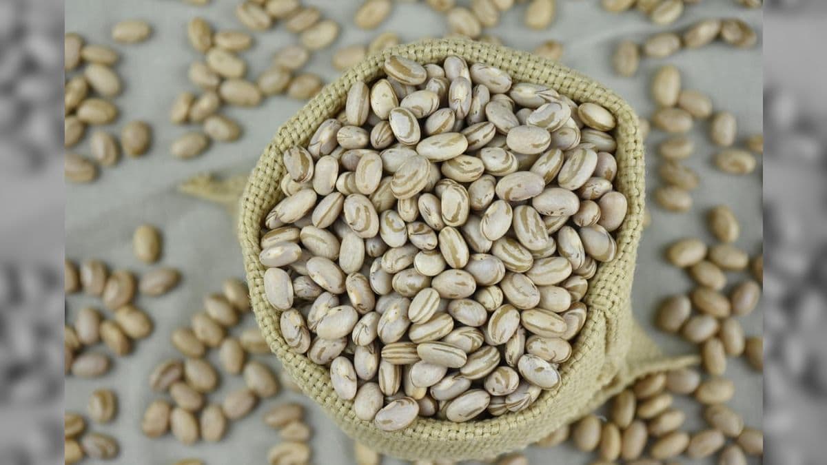 Da panela para a academia, feijão carioca substitui proteínas de alto valor