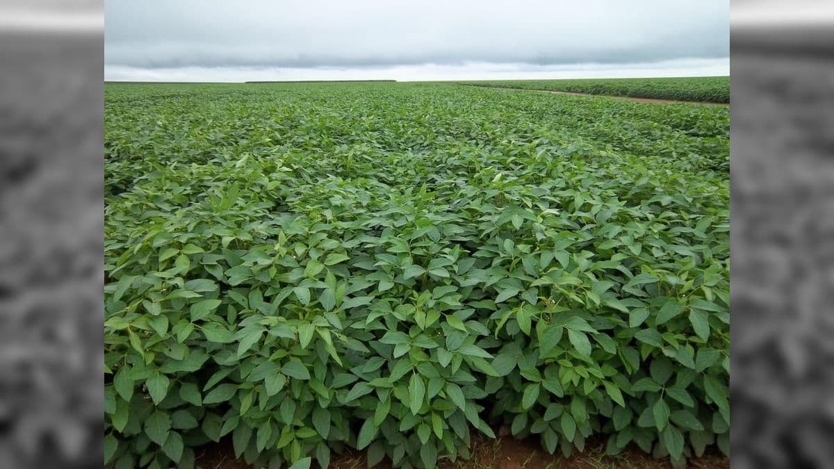 Clima favorece safra de grãos, mas acende alerta na região Sul