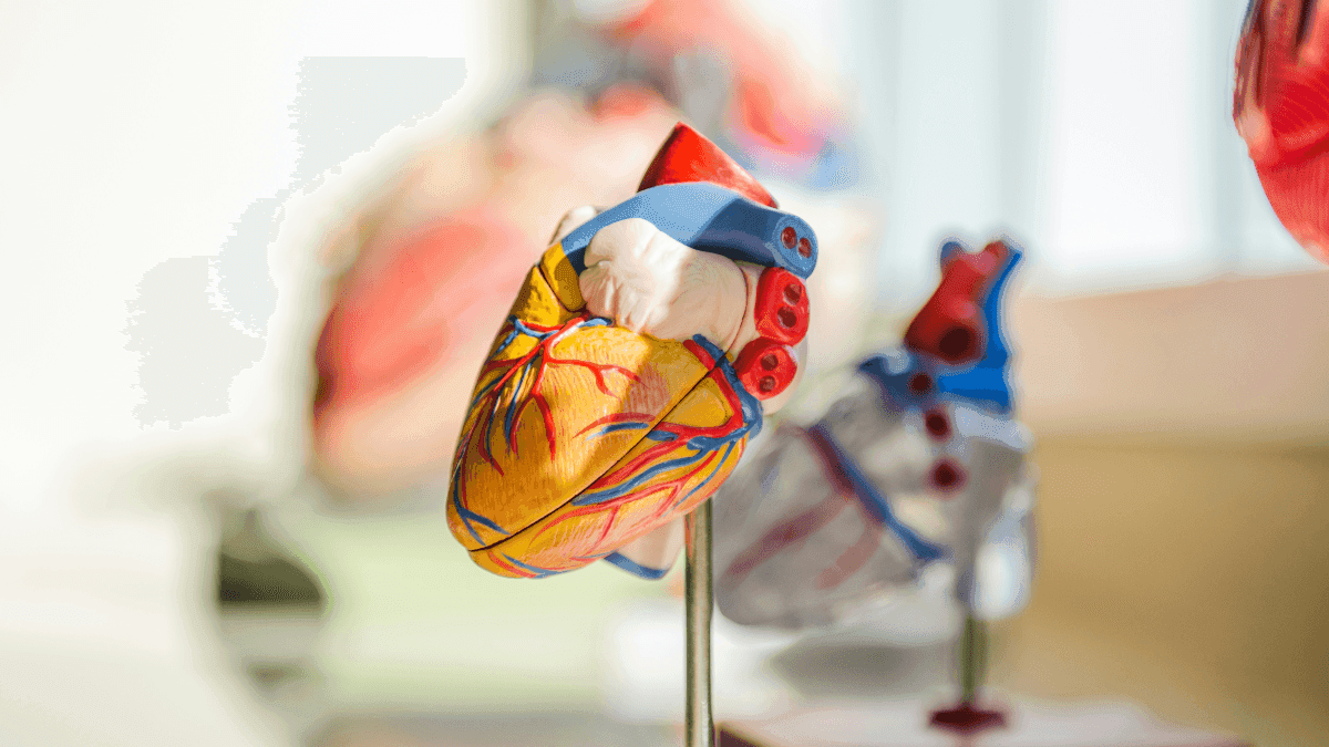 Setembro Vermelho: veja os sinais e prevenções das doenças cardiovasculares