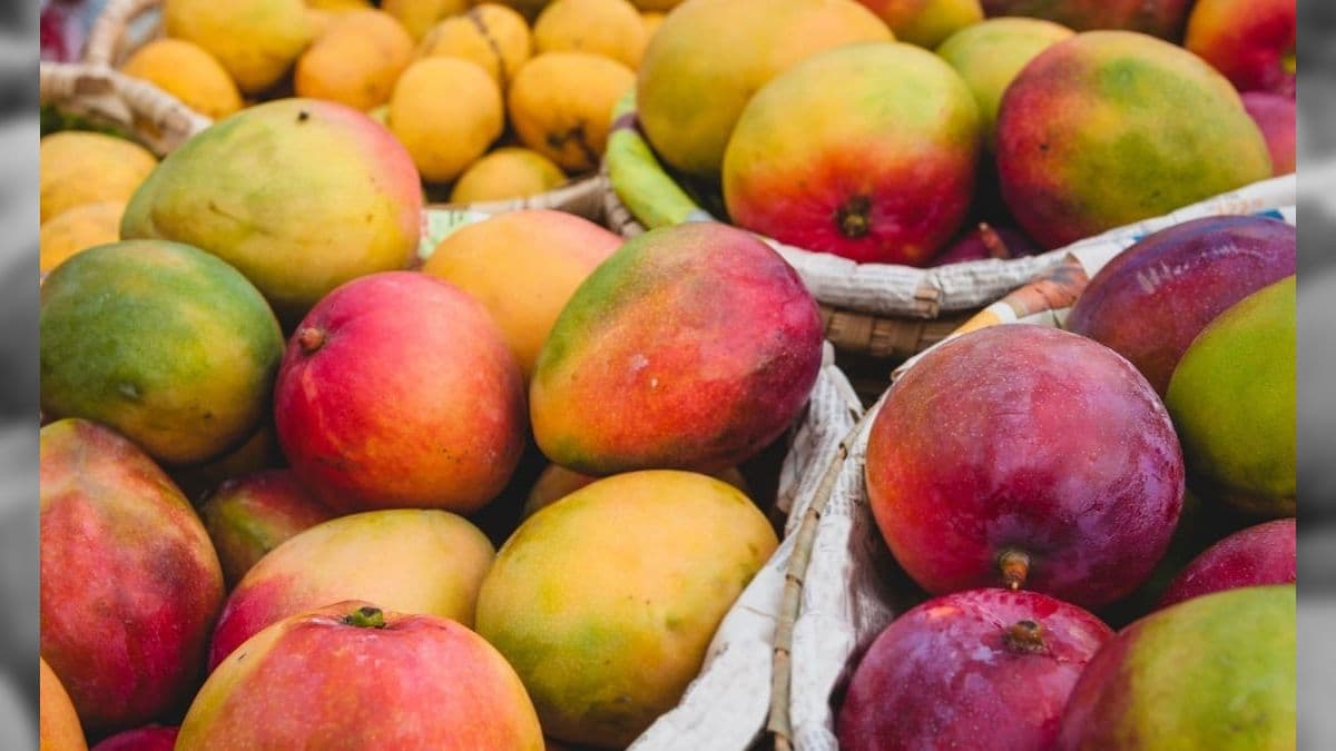 Mamão, melão e manga lideram exportações de frutas brasileiras