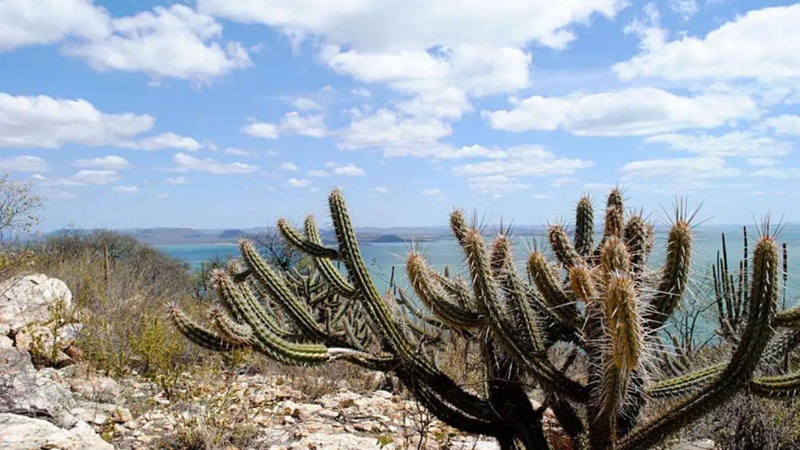 COP17 da Biodiversidade começa segunda-feira na Armênia