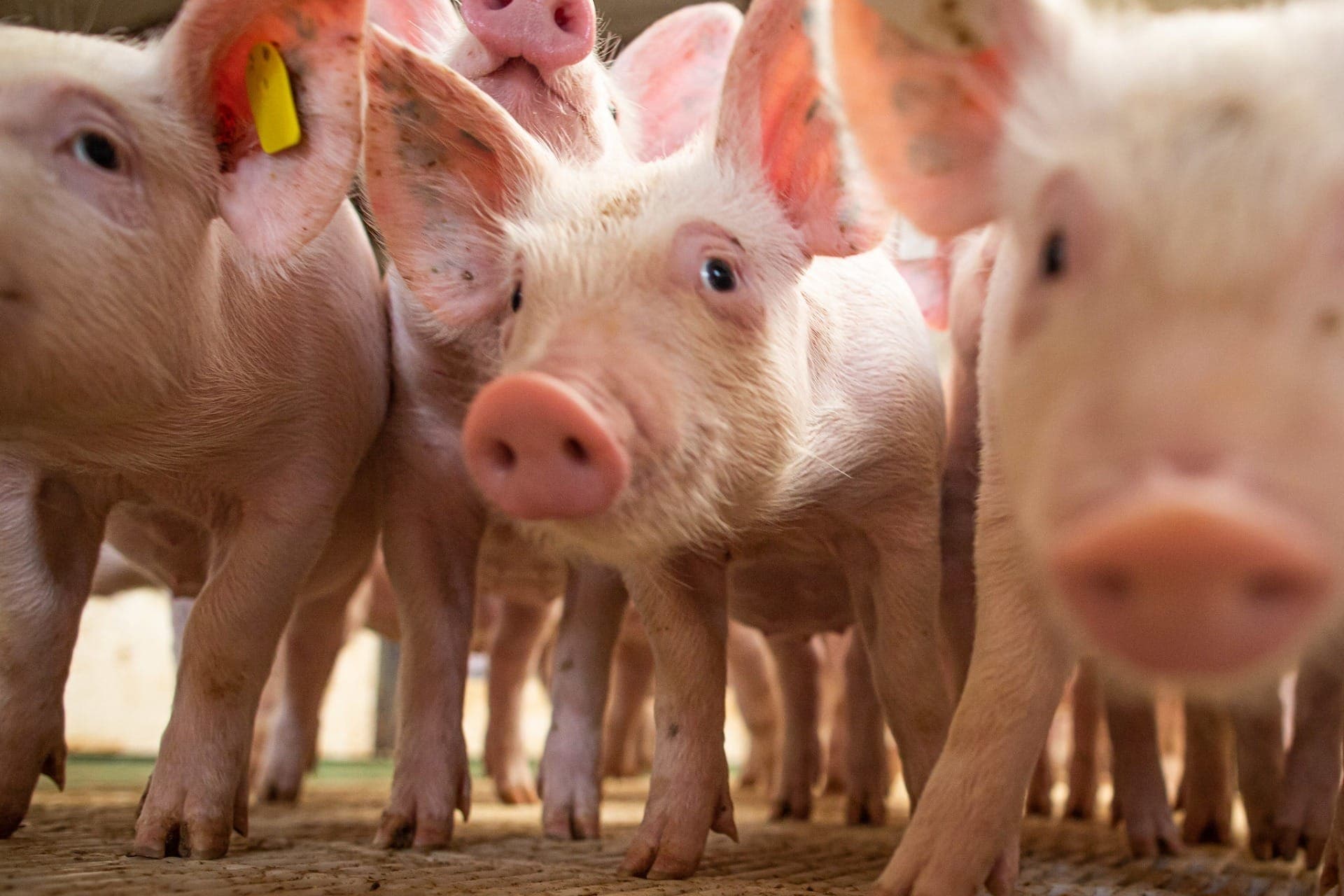 Carne suína ganha competitividade frente ao frango, mas perde para o boi