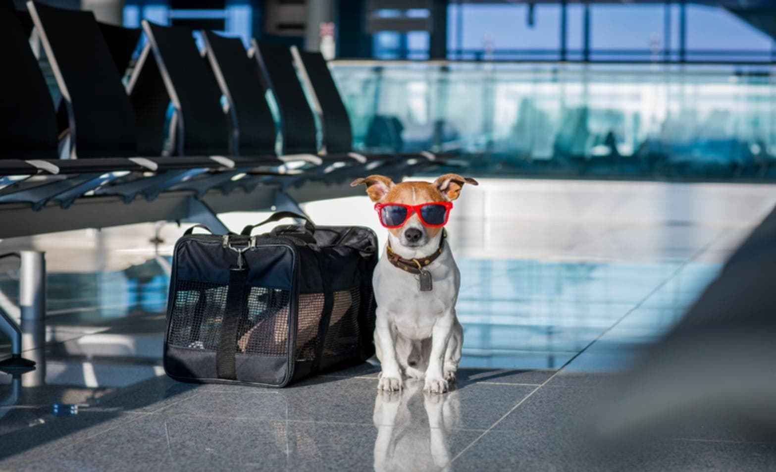 Turismo pet-friendly está em alta, mas animais ainda viajam desprotegidos