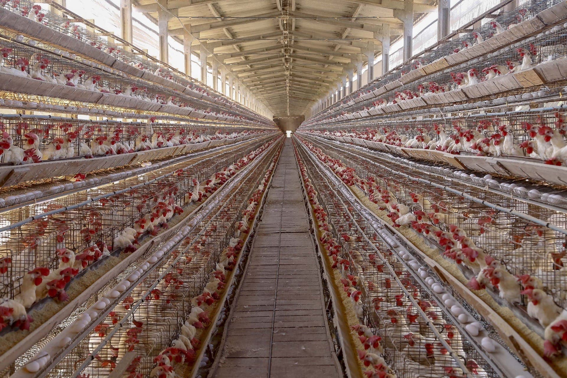 Usar antibióticos na produção animal pode afetar saúde humana