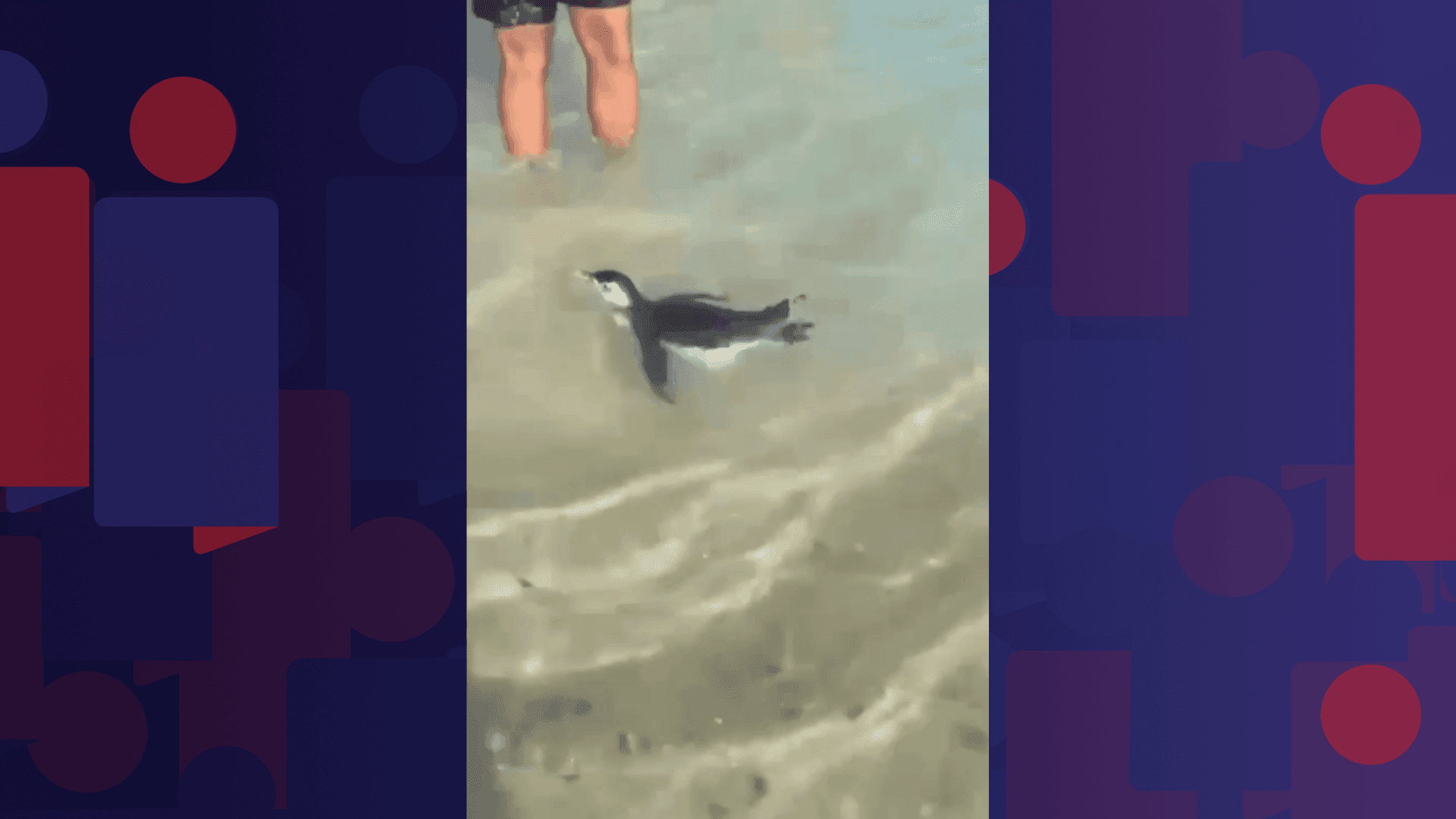 Pinguim nada com banhistas na Praia do Arpoador durante manhã fria no Rio