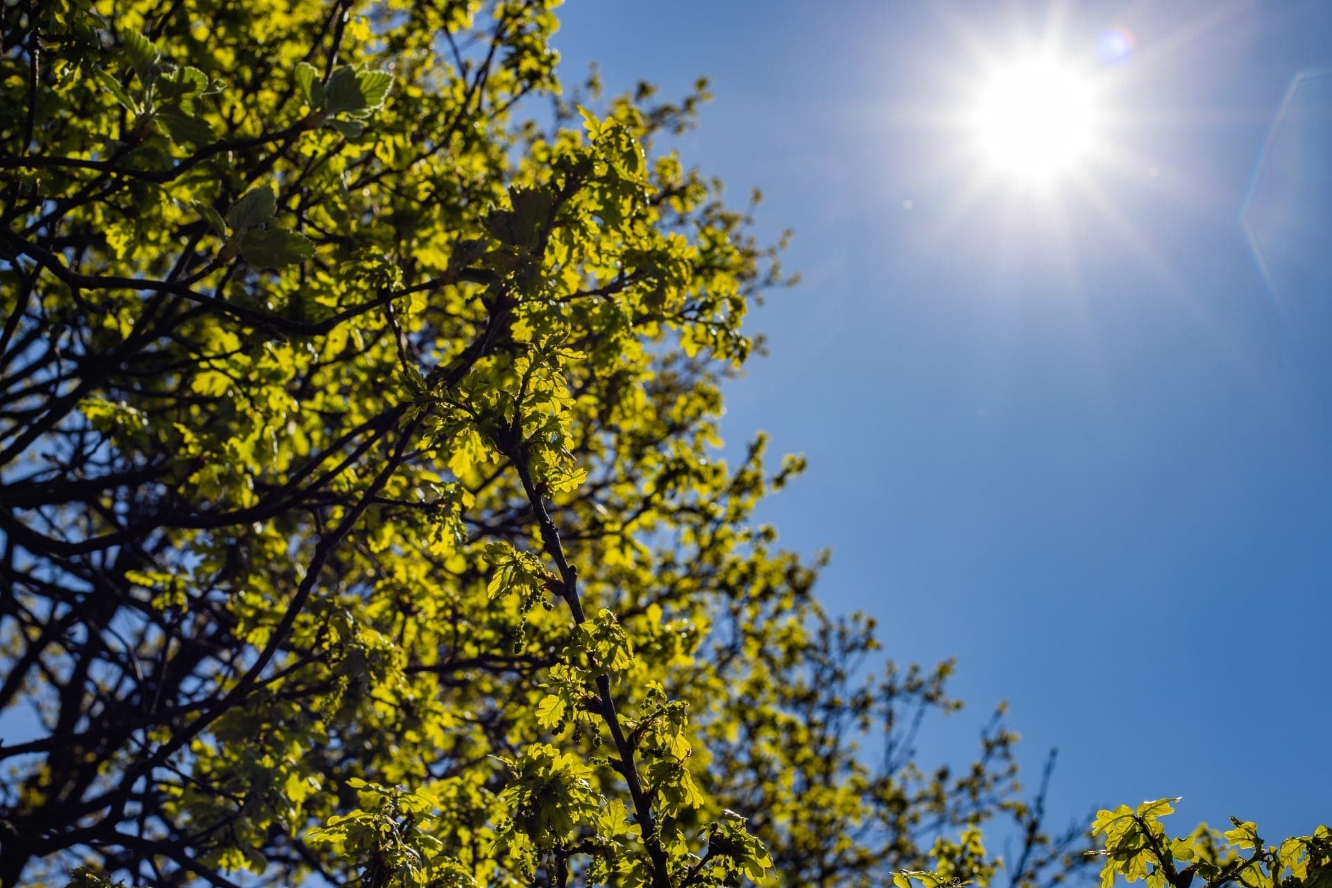 Primavera meteorológica: entenda a mudança no tempo que chega antes do calendário