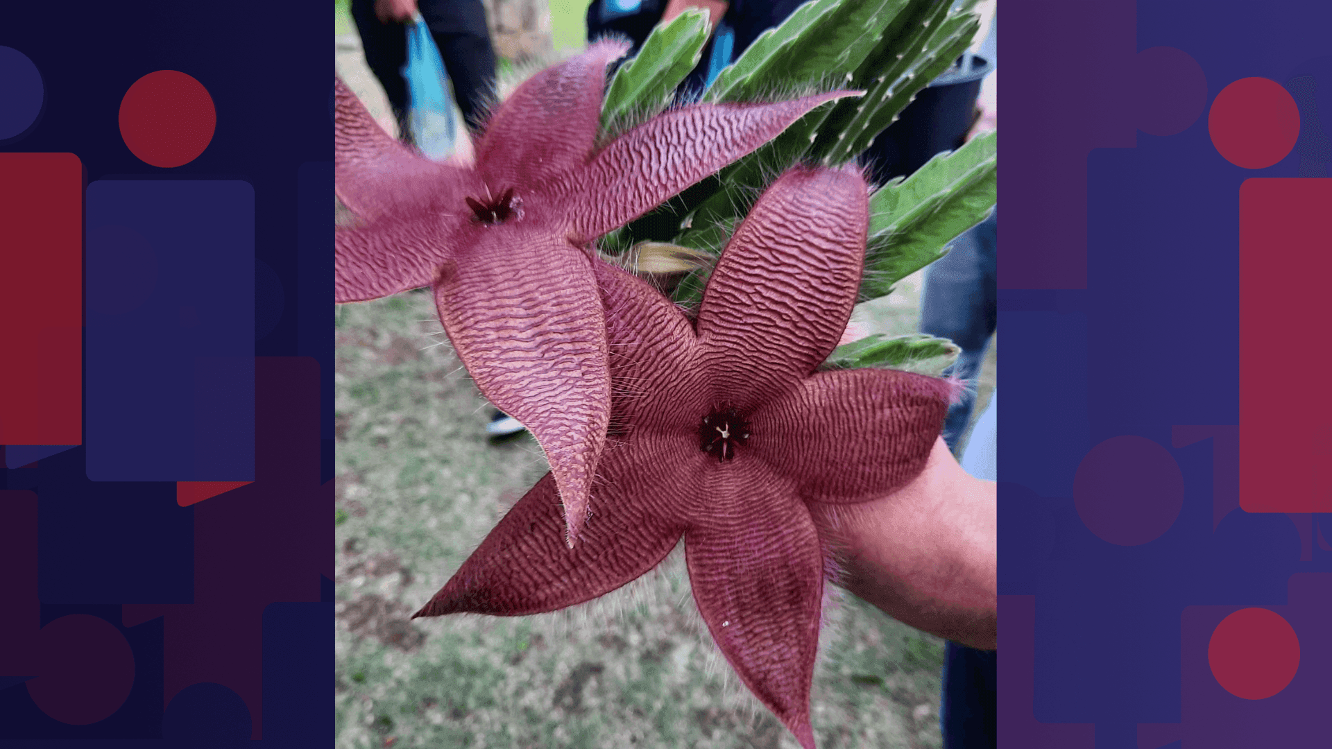 Jardim Botânico do Rio promove trilha especial de Halloween