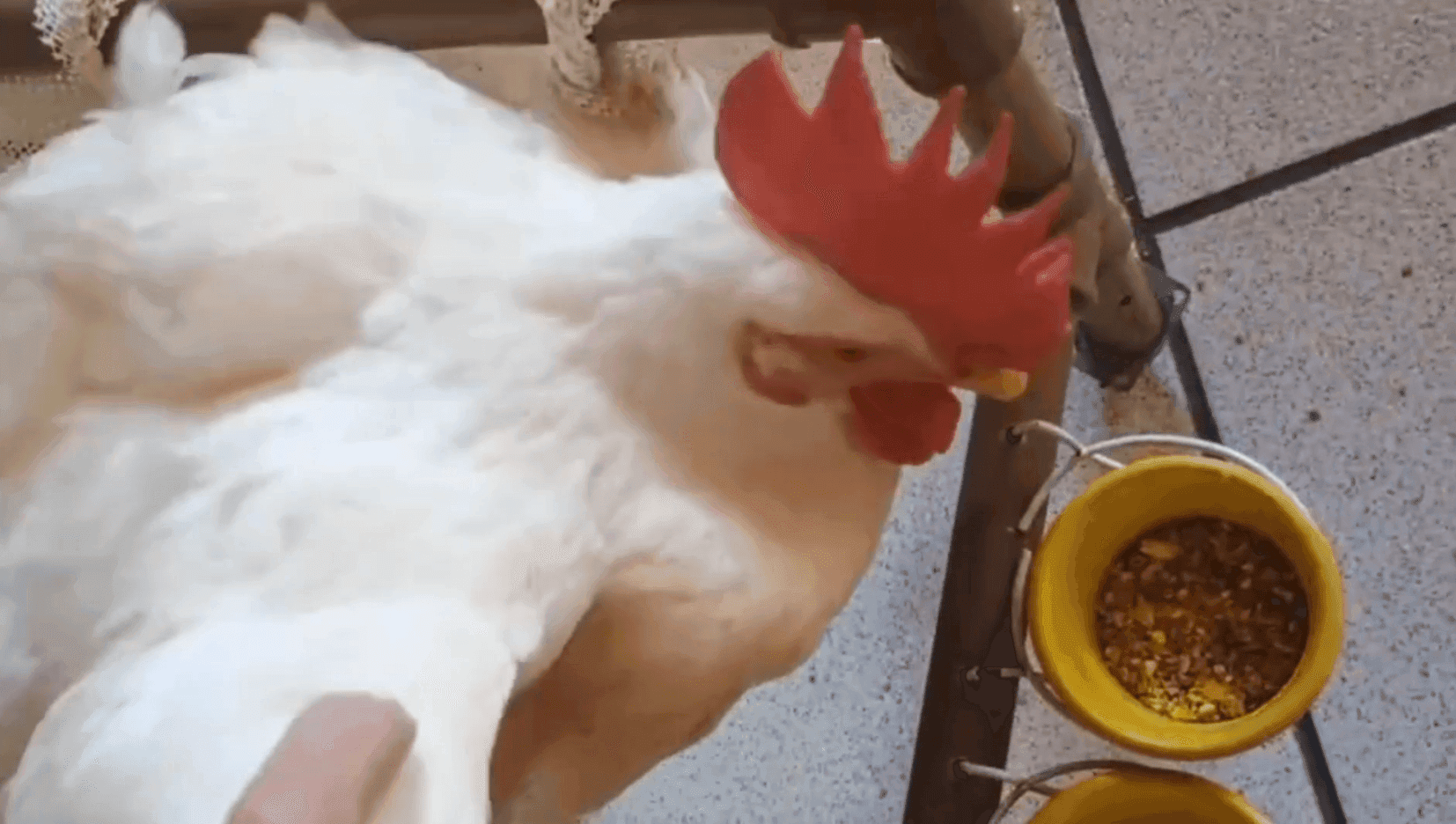 Galo 'Nug' resgatado de sacrifício religioso comove internautas na Tijuca